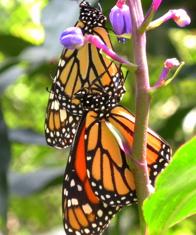 Monarch Butterflies