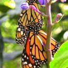 Monarch Butterflies