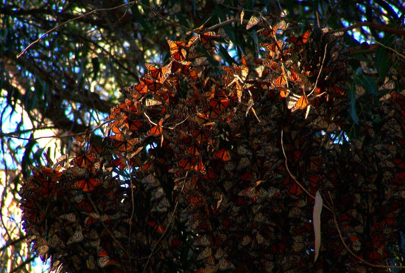 Monarch Butterflies overwintering