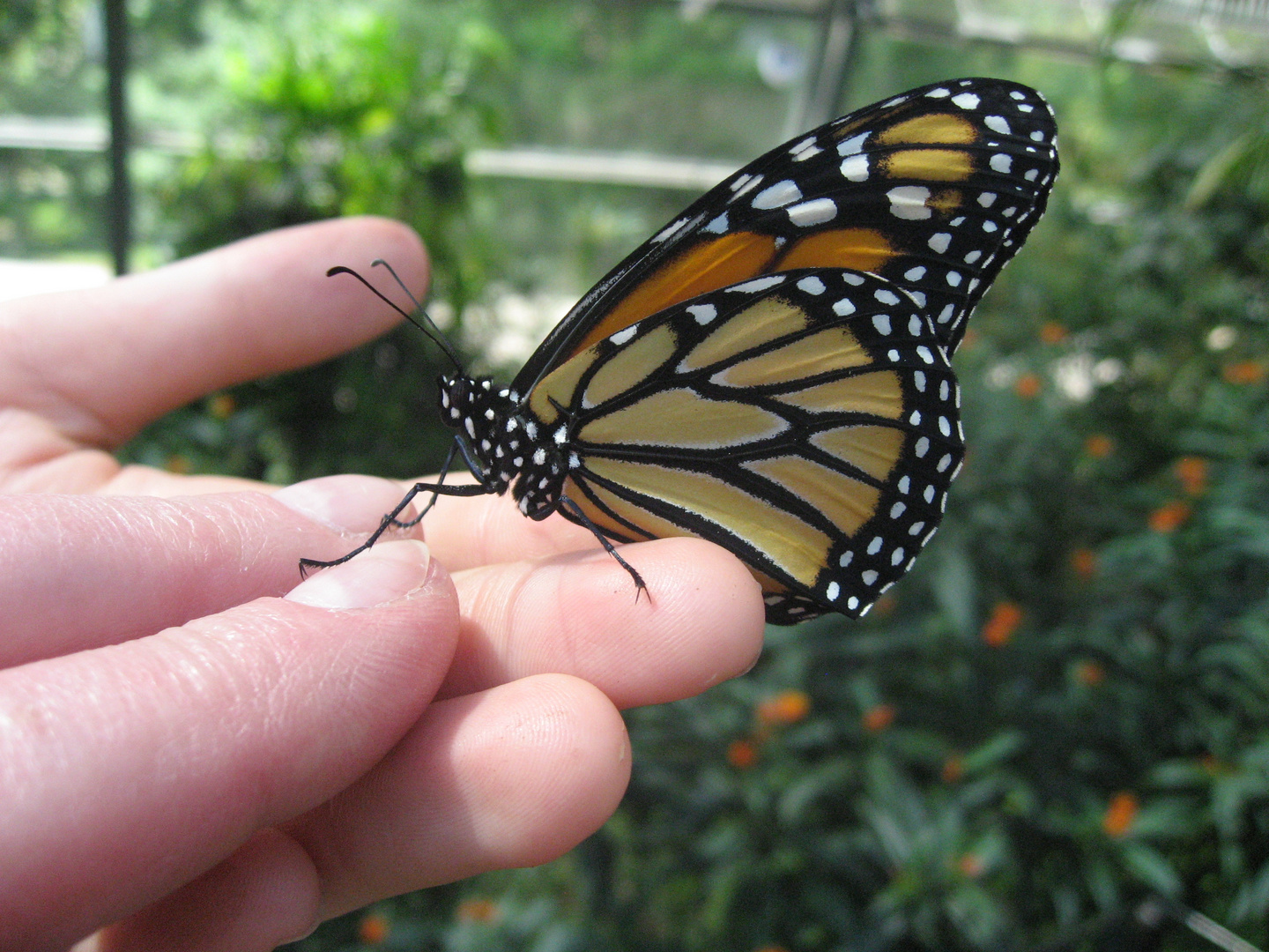 monarch butterfly