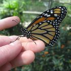 monarch butterfly