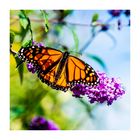 Monarch Butterfly 1