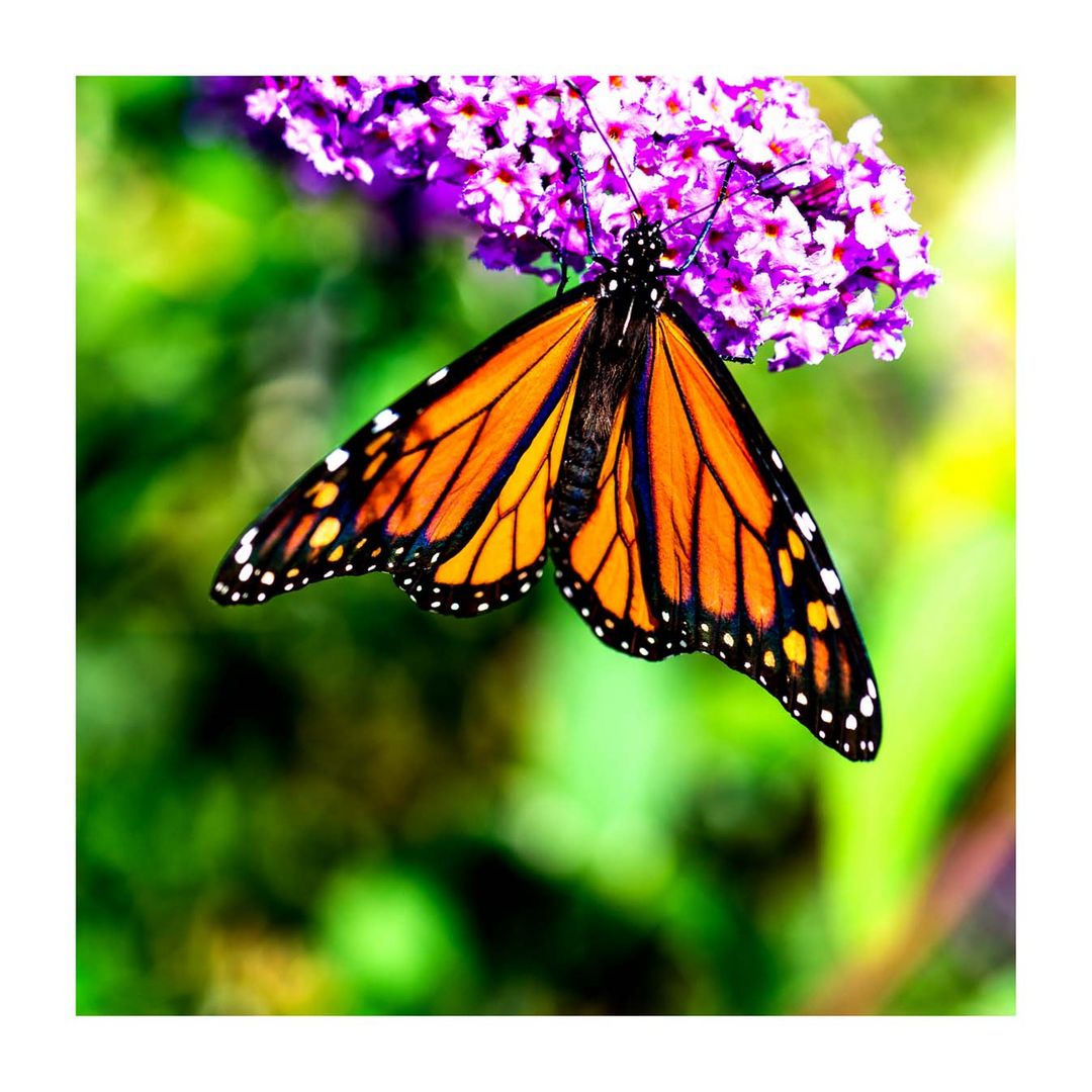 Monarch Butterfly 2