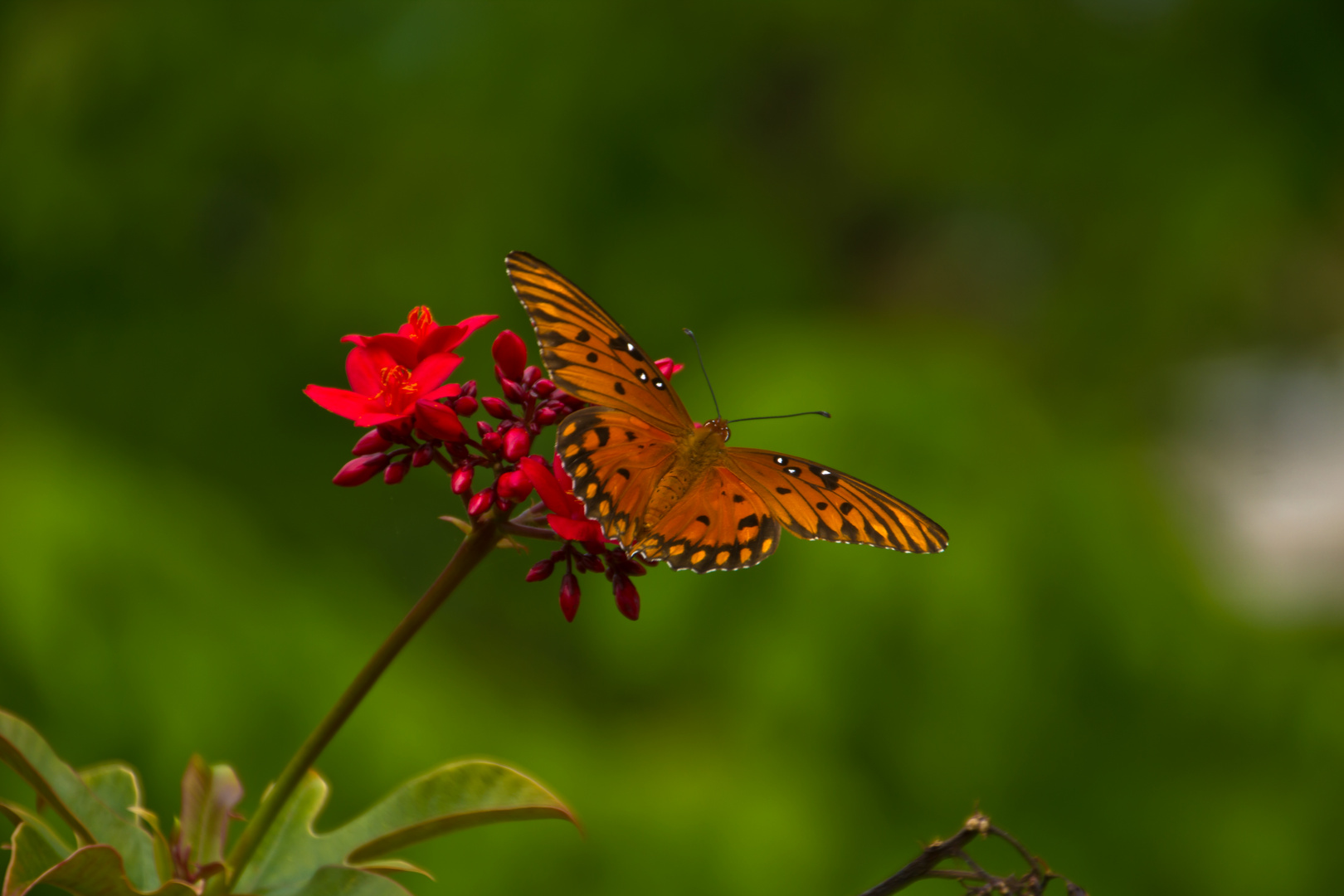 Monarch Butterfly