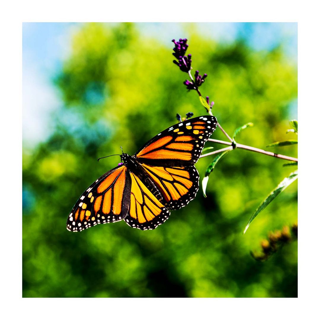 Monarch Butterfly 3