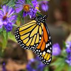 Monarch Butterfly