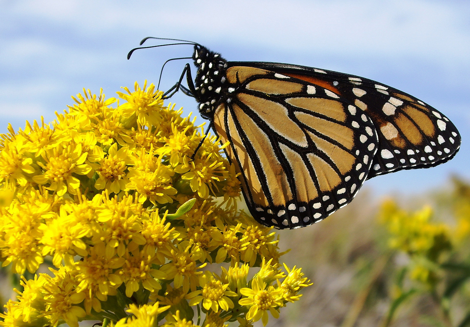 Monarch Butterfly at Jones Beach, NY