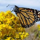 Monarch Butterfly at Jones Beach, NY