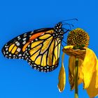 Monarch Butterfly