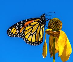 Monarch Butterfly