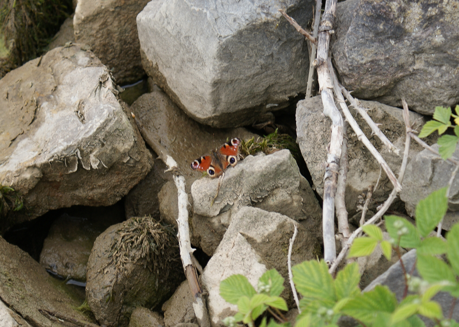 Monarch butterfly