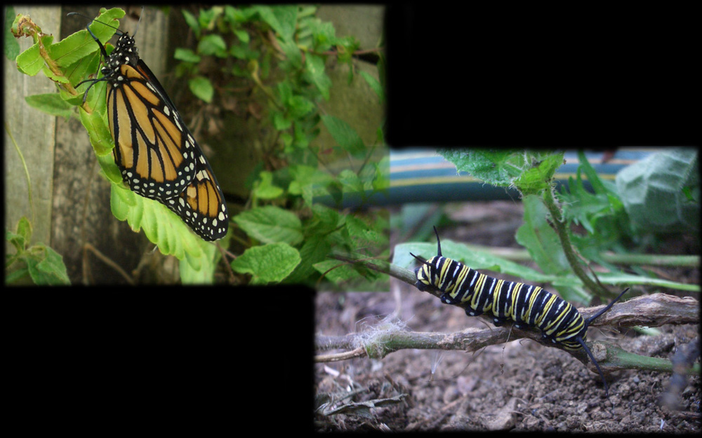 Monarch butterfly, kakahu