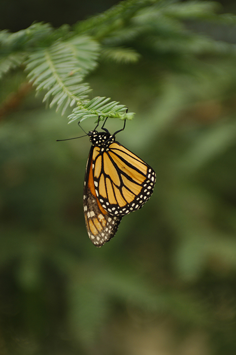 Monarch Butterfly on a Pine Needle