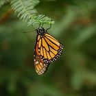 Monarch Butterfly on a Pine Needle