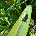 Monarch caterpiller