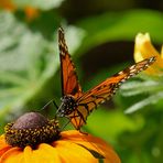 Monarch- Danaus plexippus