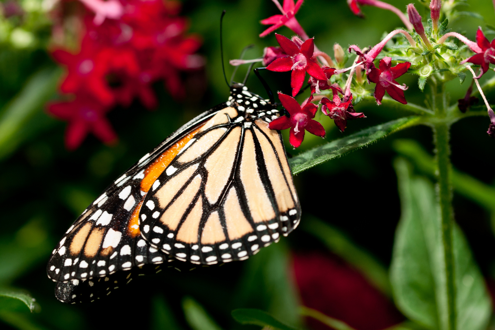 Monarch-Danaus plexippus