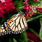 Monarch-Danaus plexippus