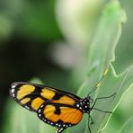 Monarch (Danaus plexippus)