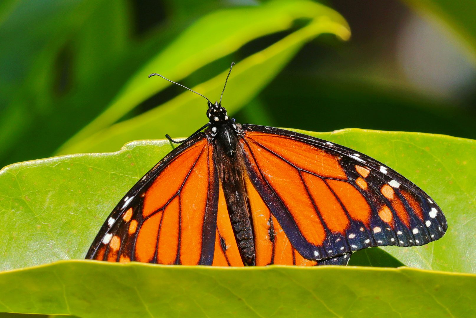 Monarch Danaus plexippus