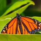 Monarch Danaus plexippus