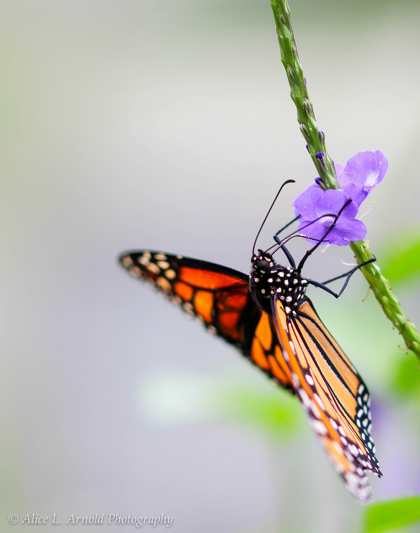 Monarch (Danaus plexippus)