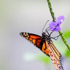 Monarch (Danaus plexippus)