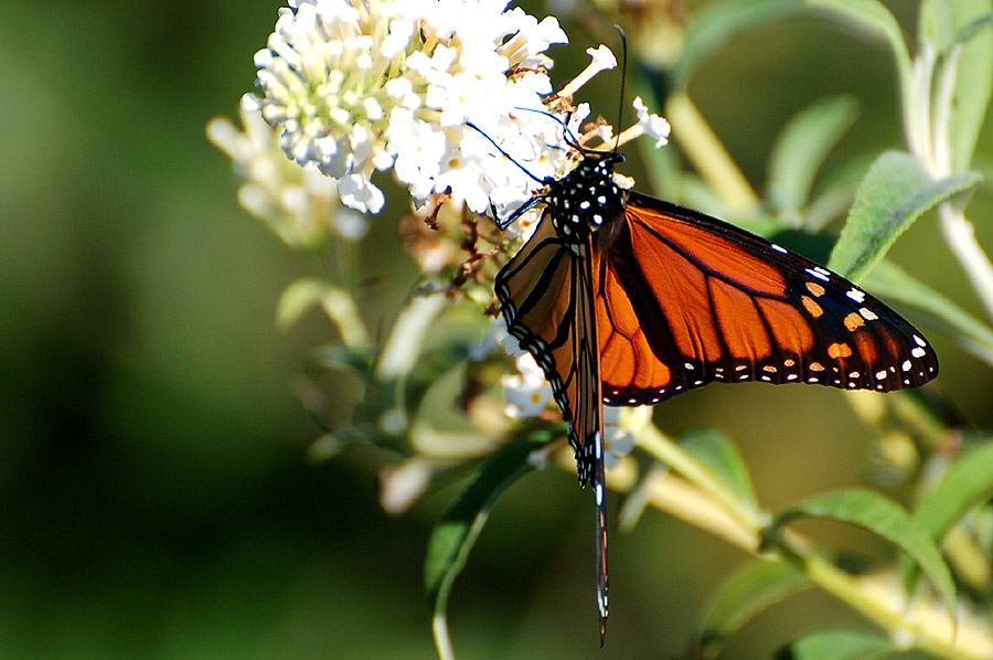 Monarch (Danaus plexippus) ...