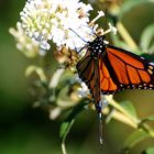 Monarch (Danaus plexippus) ...