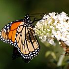 Monarch (Danaus plexippus)