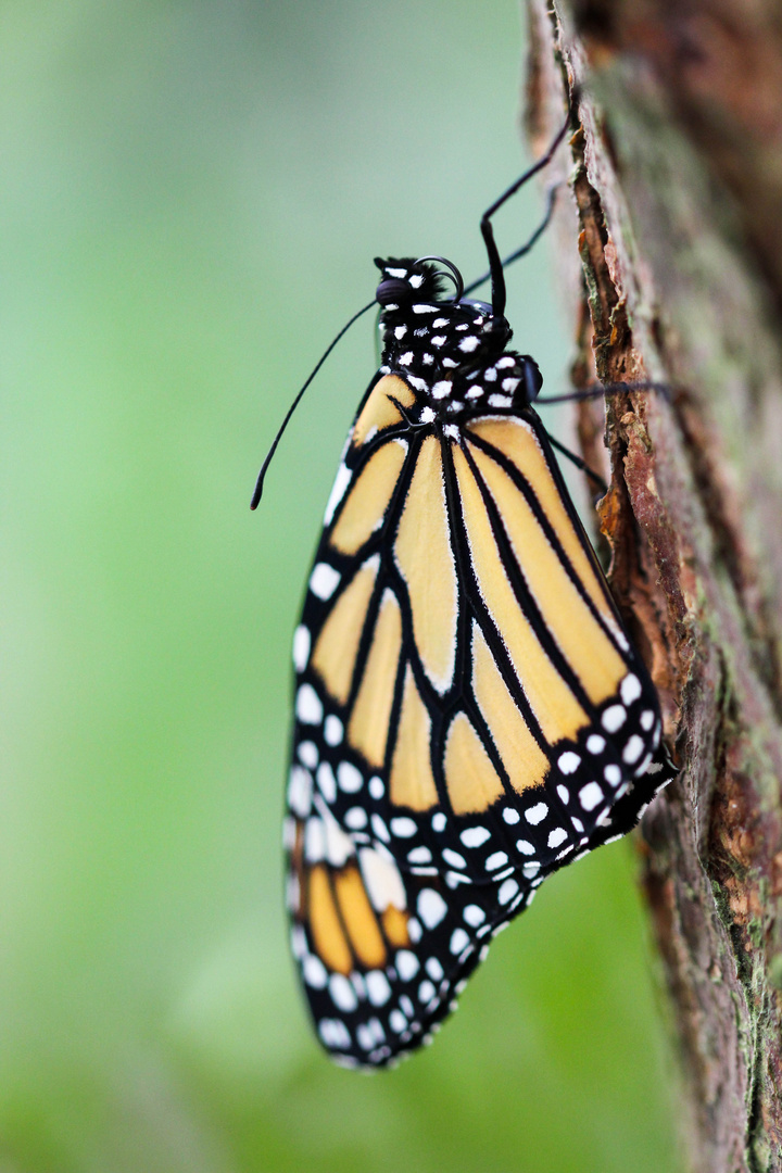 Monarch (Danaus plexippus)