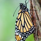 Monarch (Danaus plexippus)