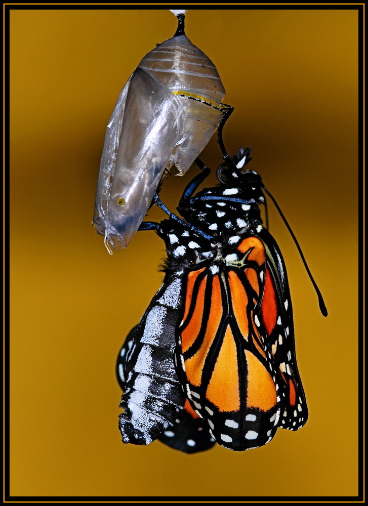 Monarch (Danaus plexippus)