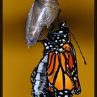 Monarch (Danaus plexippus)