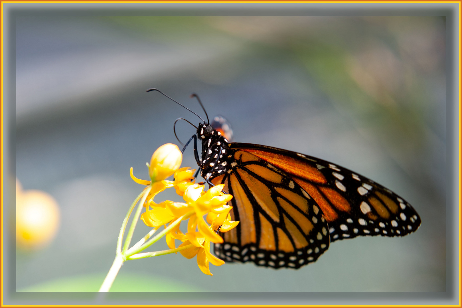 Monarch (Danaus plexippus)