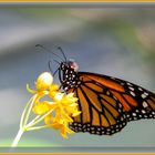 Monarch (Danaus plexippus)