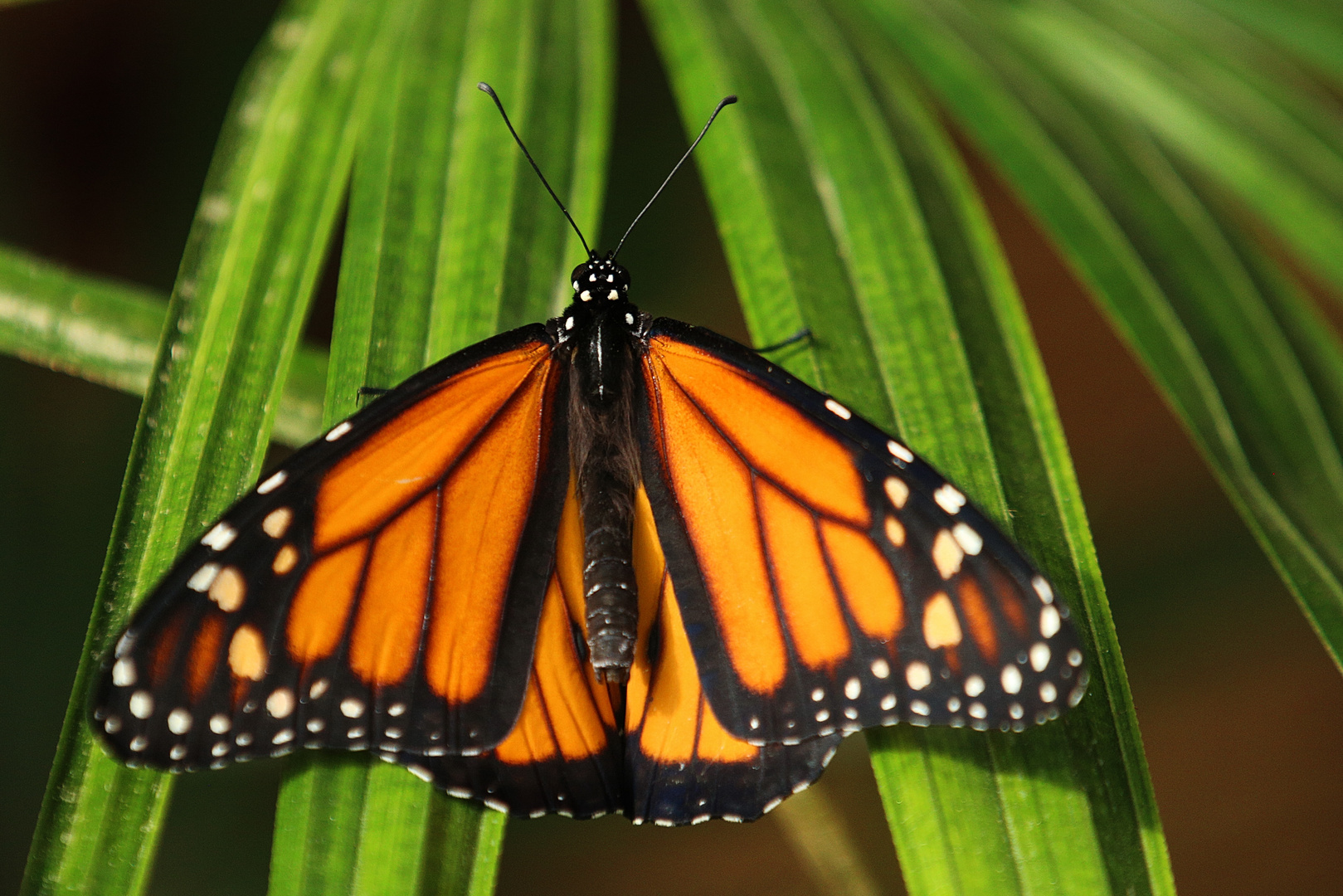 Monarch (danaus plexxipus)