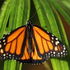 Monarch (danaus plexxipus)