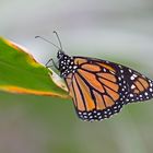  Monarch