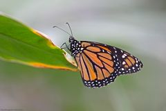  Monarch