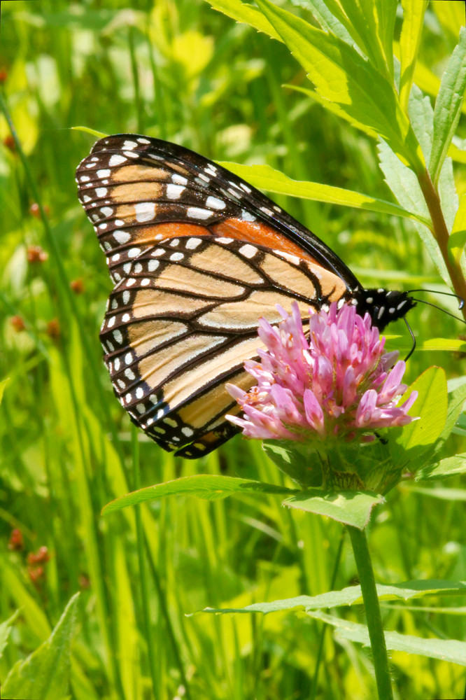Monarch feeding on pink clover