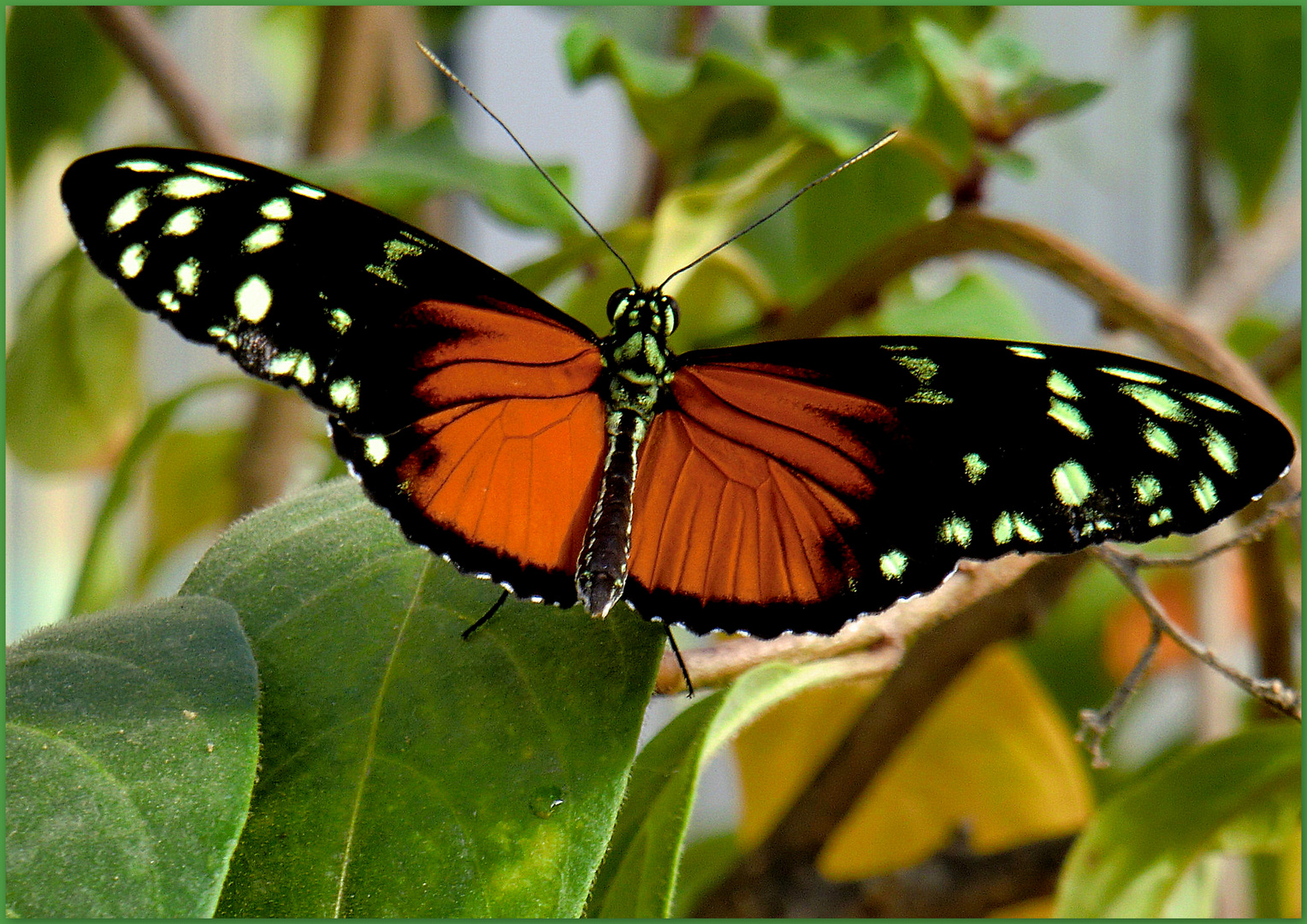 Monarch - Heliconius ismenus