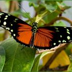 Monarch - Heliconius ismenus