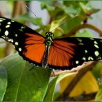 Monarch - Heliconius ismenus