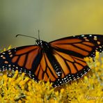 Monarch in Colorado