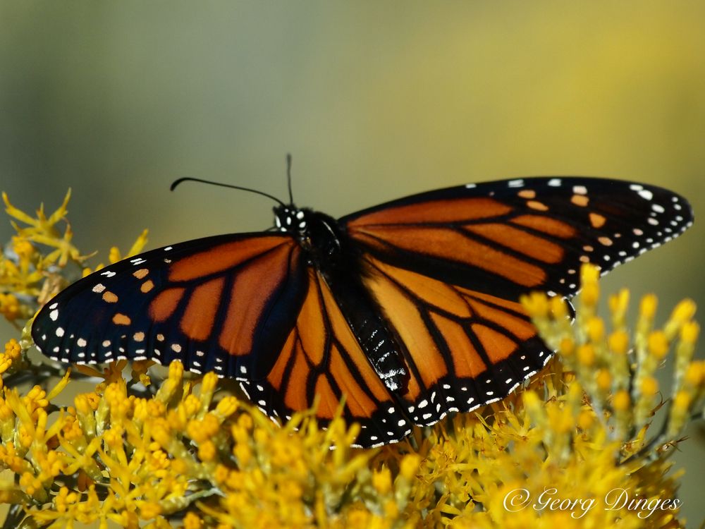 Monarch in Colorado