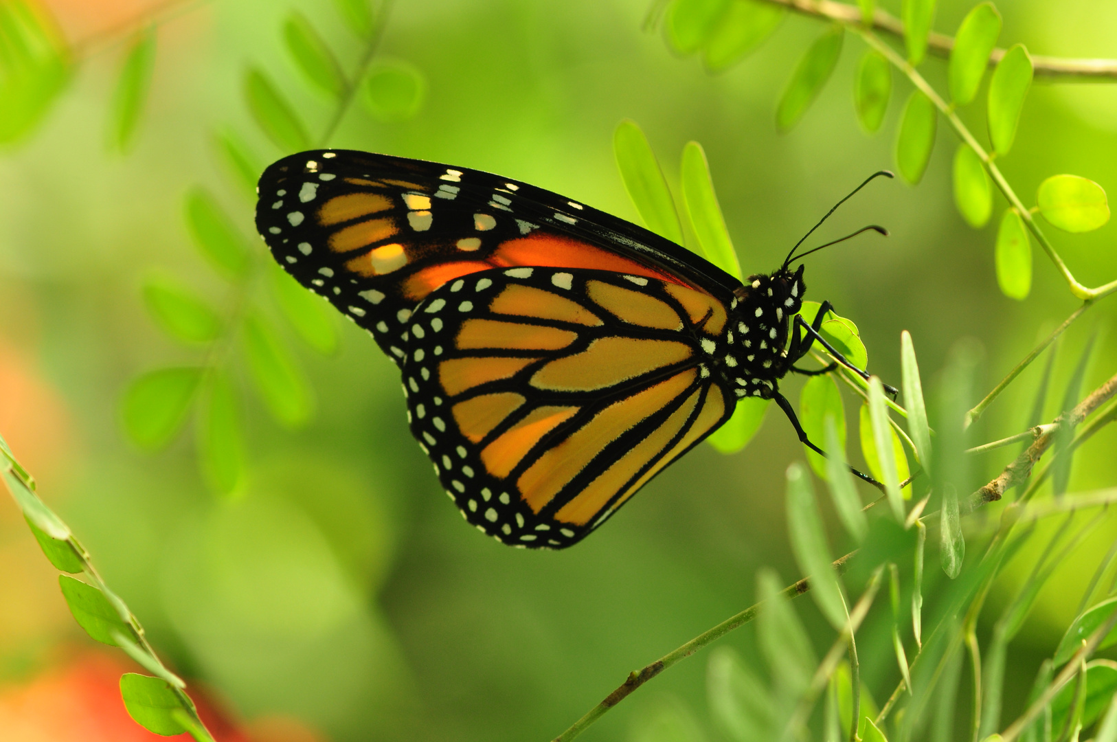 monarch in den Blättern