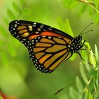 monarch in den Blättern