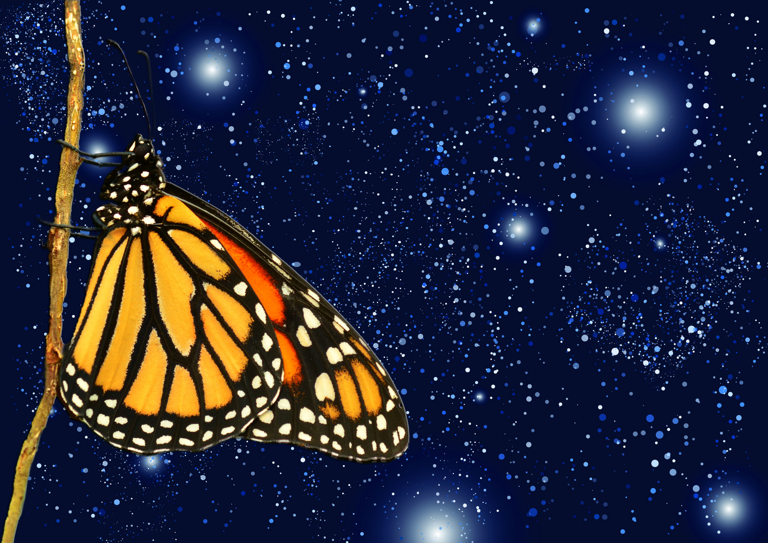 Monarch in heaven