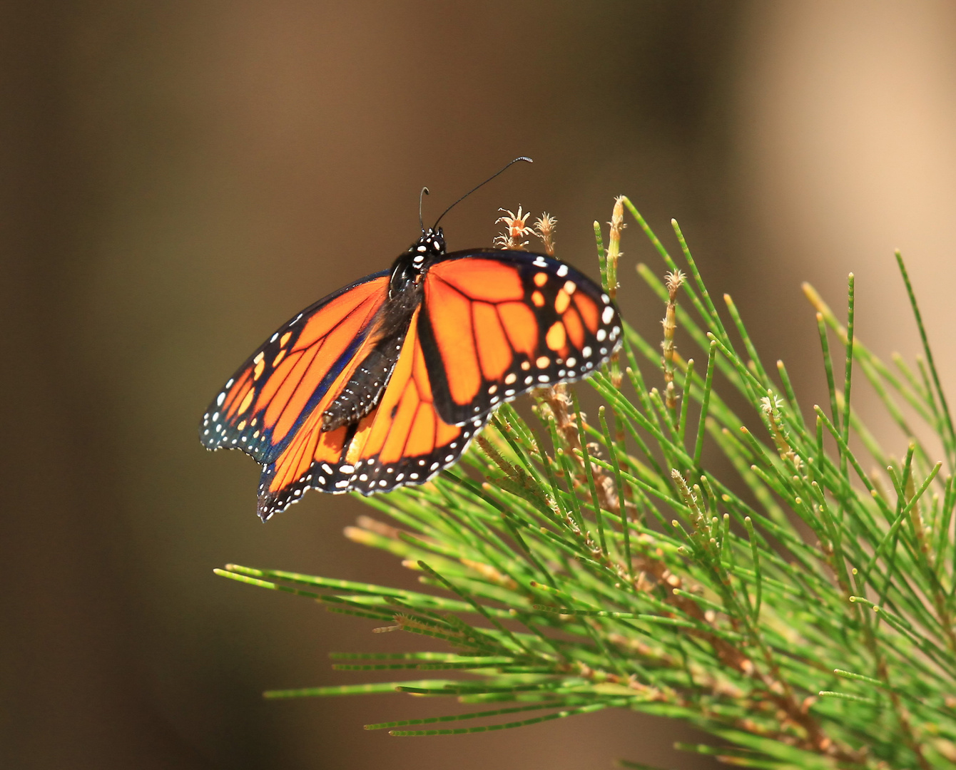 Monarch, Milkweed